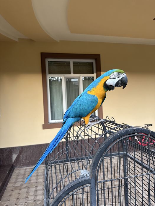 Синий Жолтий АРА сотилади 4 ёш мода, ручной, гапиради.