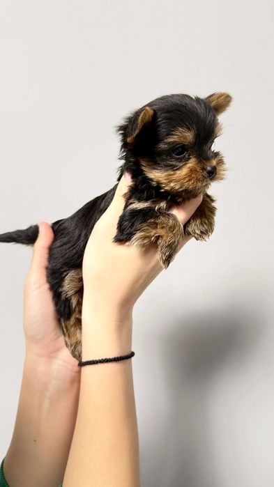 Йоркширски териер