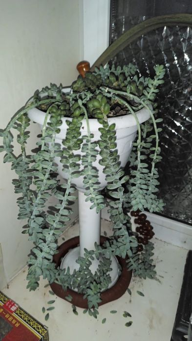 Продам весящий цветы