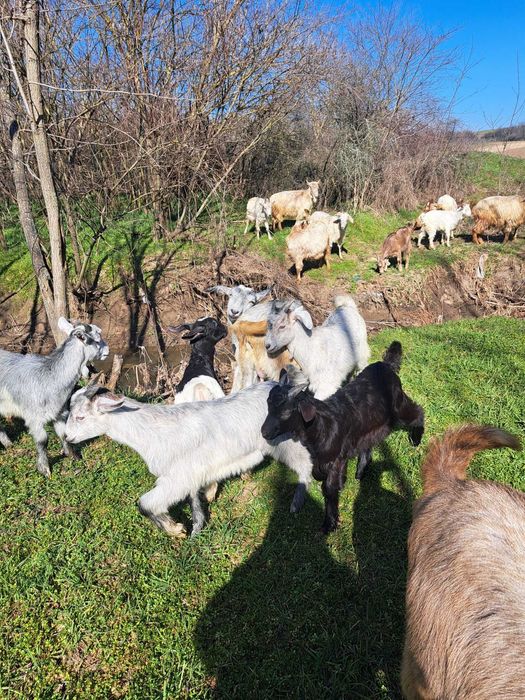 Vand iezi pentru Paști!