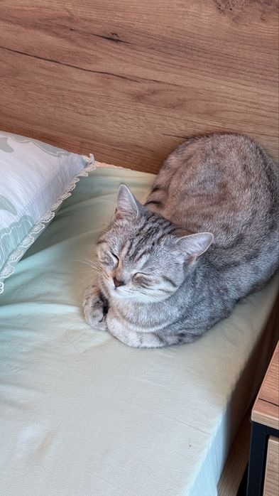 Шотландская прямоухая