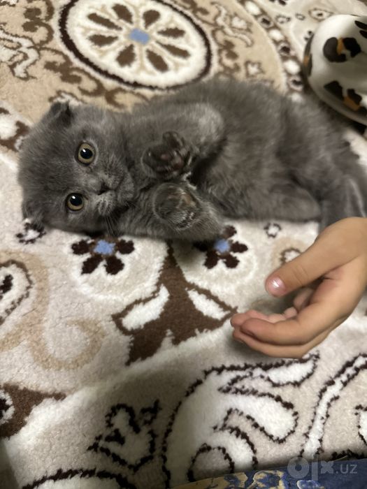 Продаётся очаровательный плюшевый мальчик Scottish Fold!