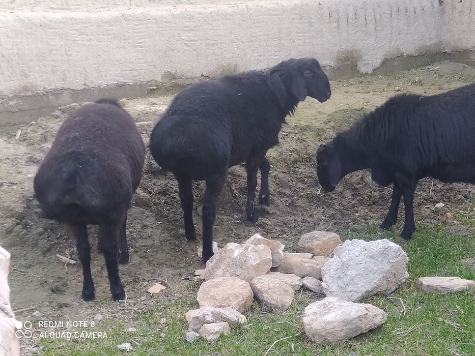 Hisori Qo'chqorlar zotli sotiladi