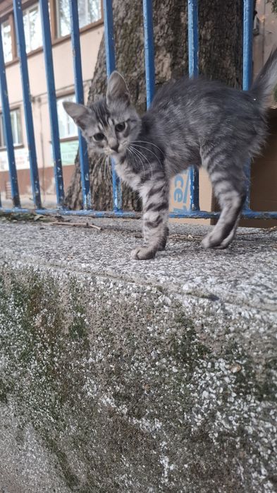 Търсим любящ дом! Четири прекрасни котенца на 3-4 месеца за осиновяване