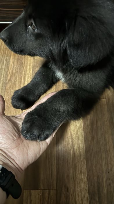 Продам щенка кабель 4 месяца