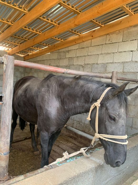 Бие сатылады семиз