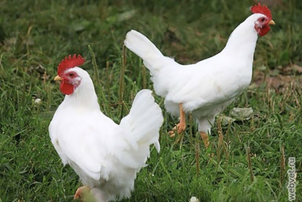 Продам куриц несушек леггорн