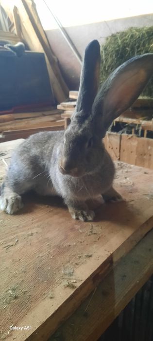 Iepuroi urias german