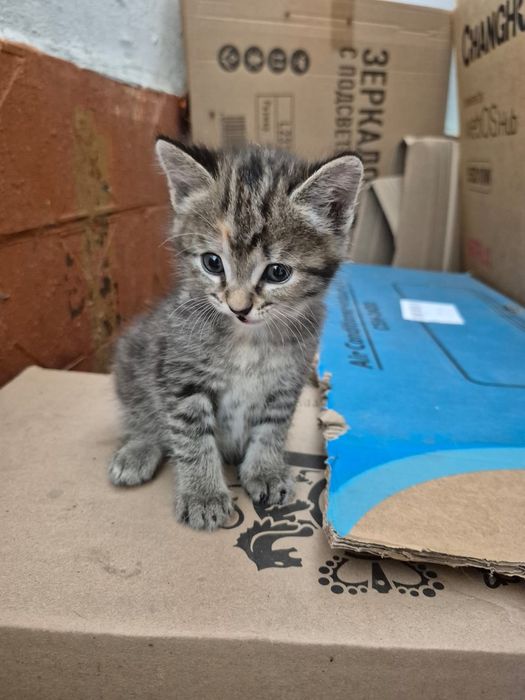 Котенок ищет дом