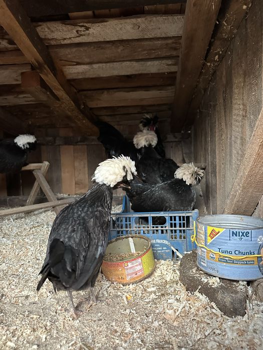 Oua gaini brahma HDsi motata olandeza