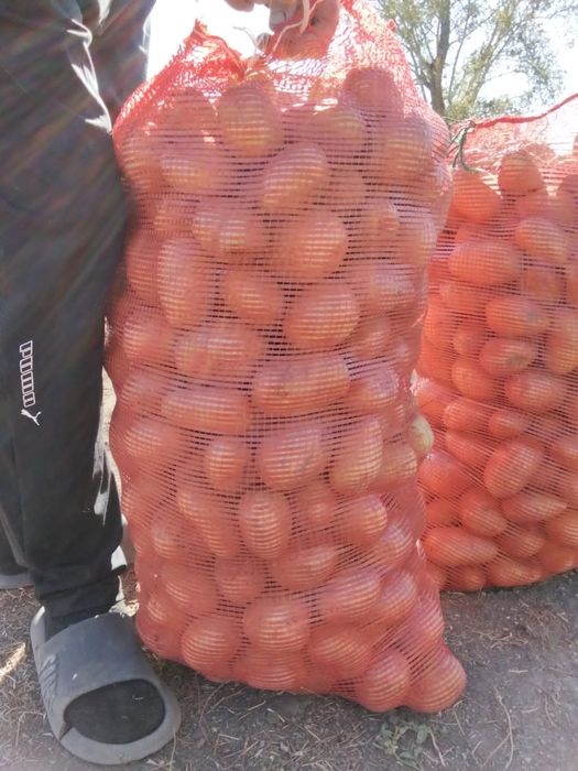 Картофель домашний