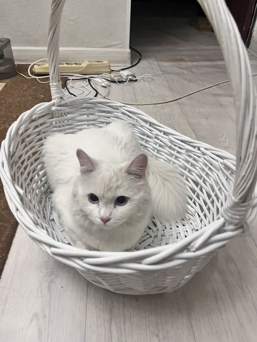 Вязка кот турецкого ангора