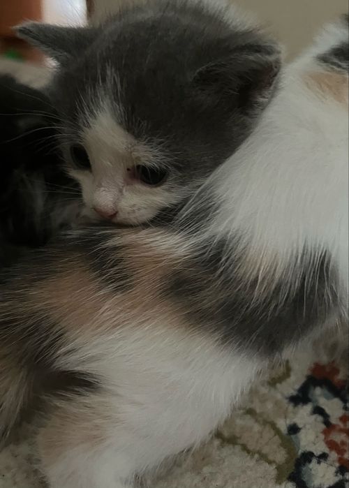 Отдам котят в добрые руки