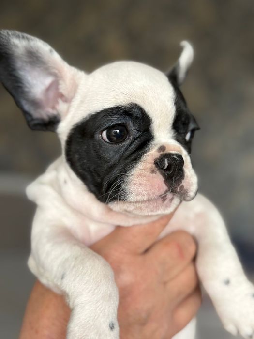 Щенки Французского бульдога. Редкий окрас. Шикарные щенки Девочки.