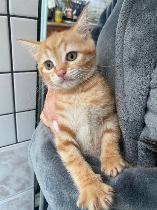 Продавам дългокосмести котенца.