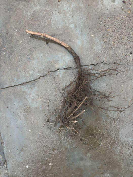 Аватар саженцы.