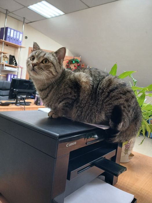 Отдадим в кошечку в добрые руки