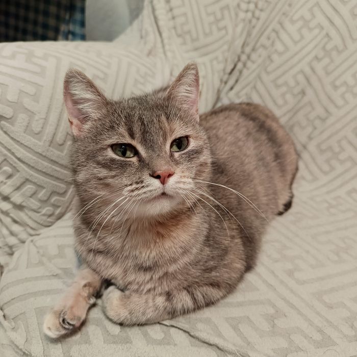 Кошечка в добрые руки