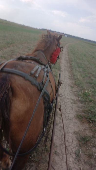 Iapa de vanzare tânără