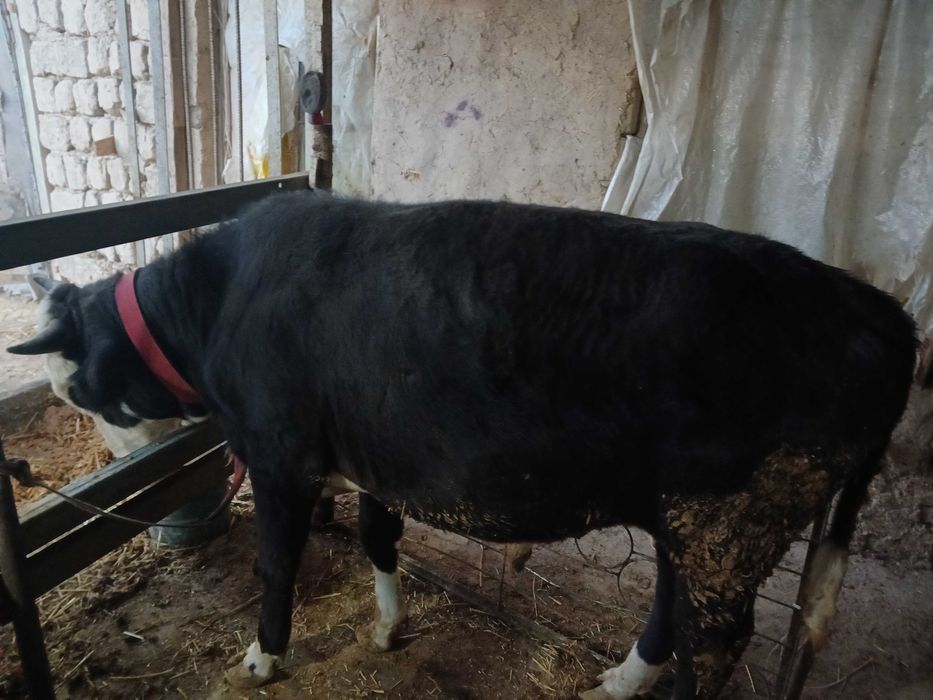 Хуккиз сотилади еб ичиши зур