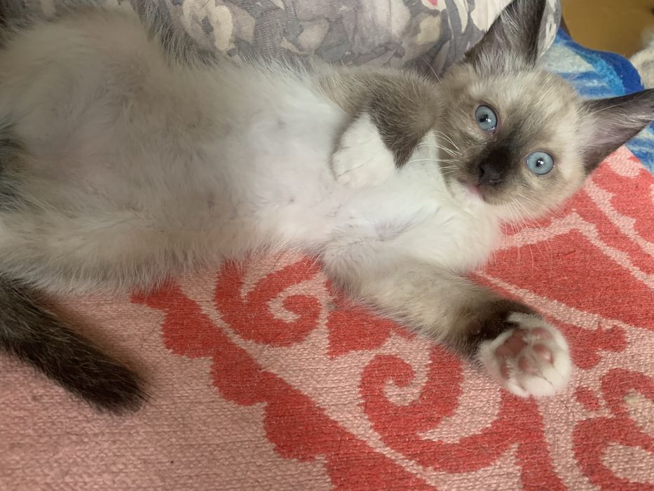Котята в добрые руки!