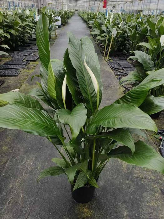 Xona gullari arzon narxlarda