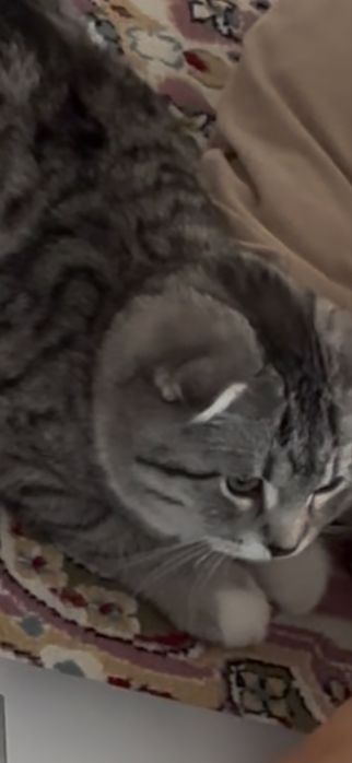 Котенок в добрые руки, девочка