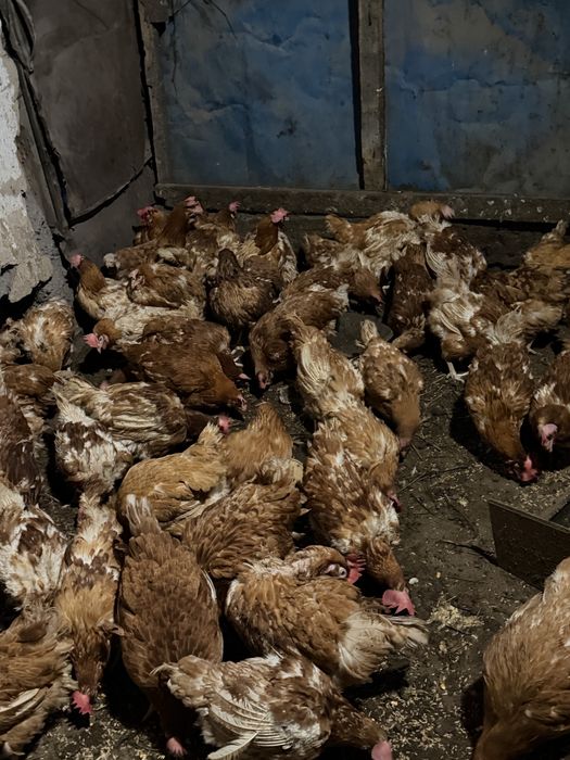 Ломан браун 11 месячныйе