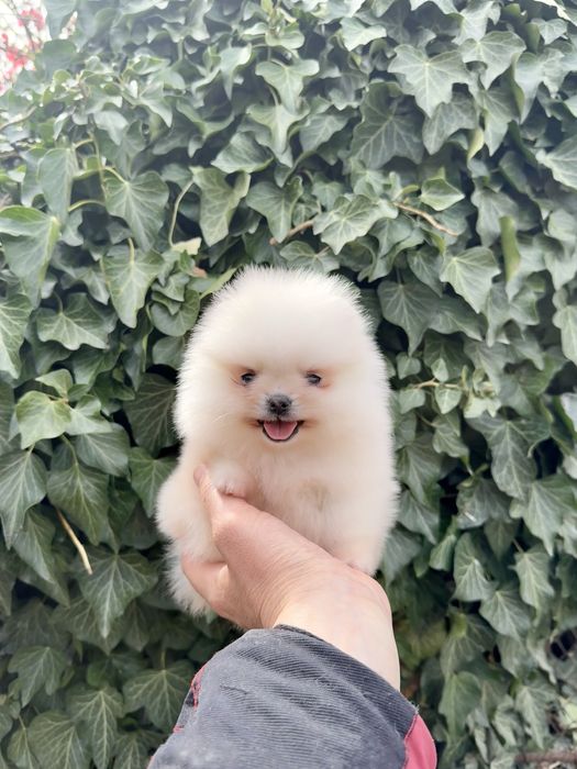 Померан мини момиче със втора ваксина