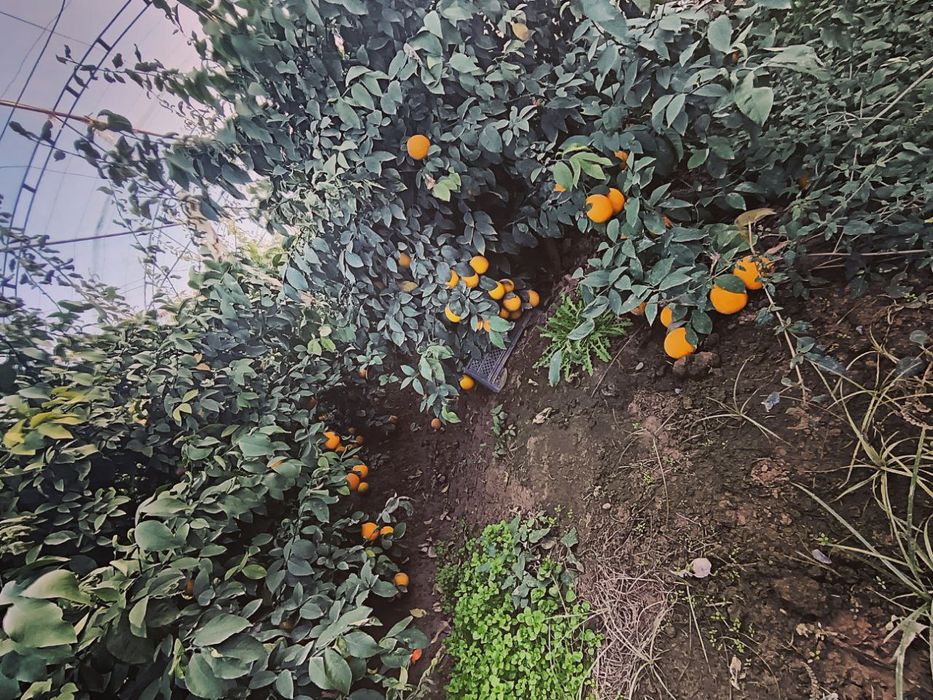 Qashqadaryo viloyati Qarshi tumanida 12sotix yer maydoni 7sotix parnik