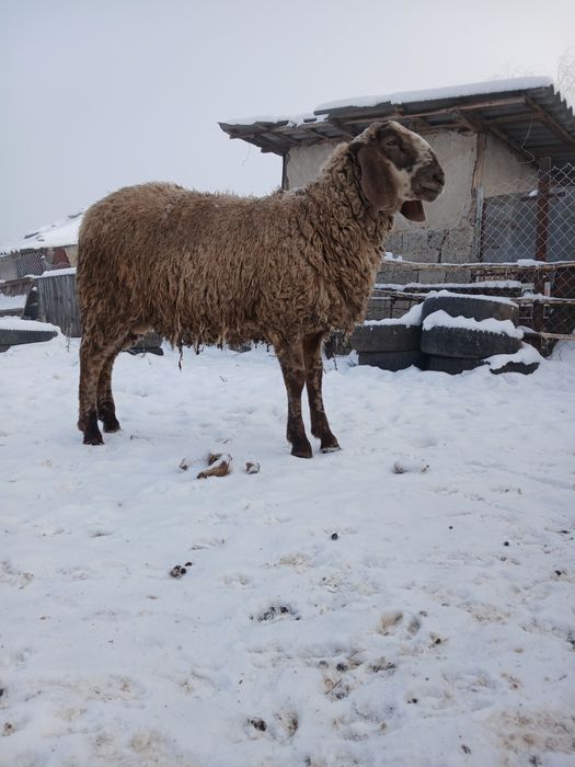 Berbec bergamasca/sârbesc