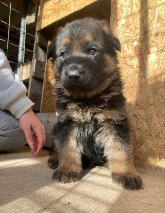 Немецкая овчарка щенки