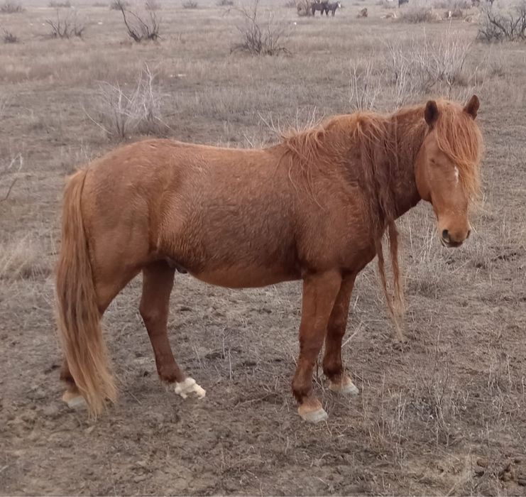 Айғыр жылқы жабағы тай