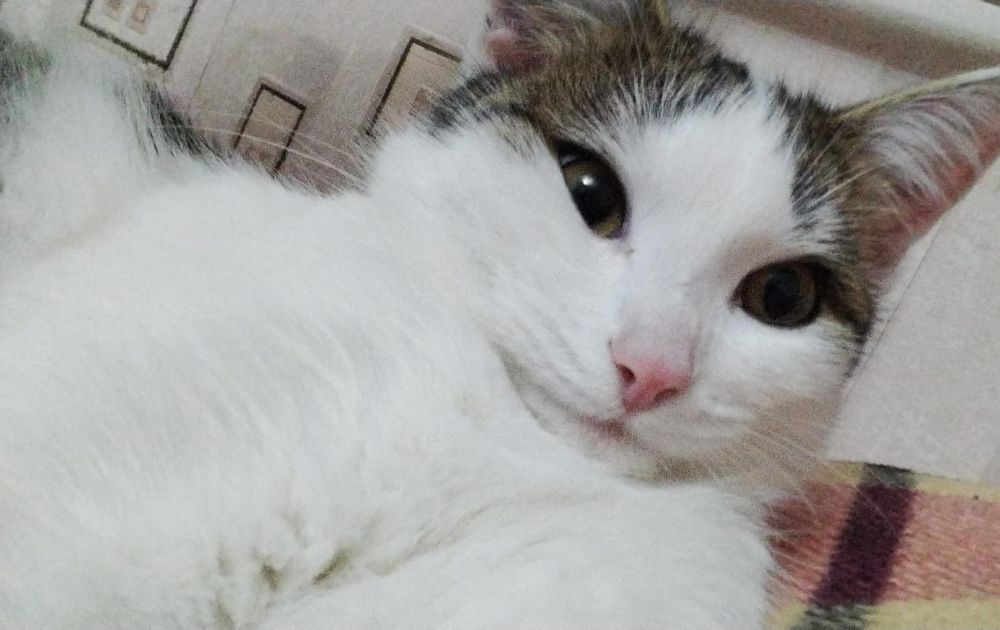 Отдам котенка в добрые руки!