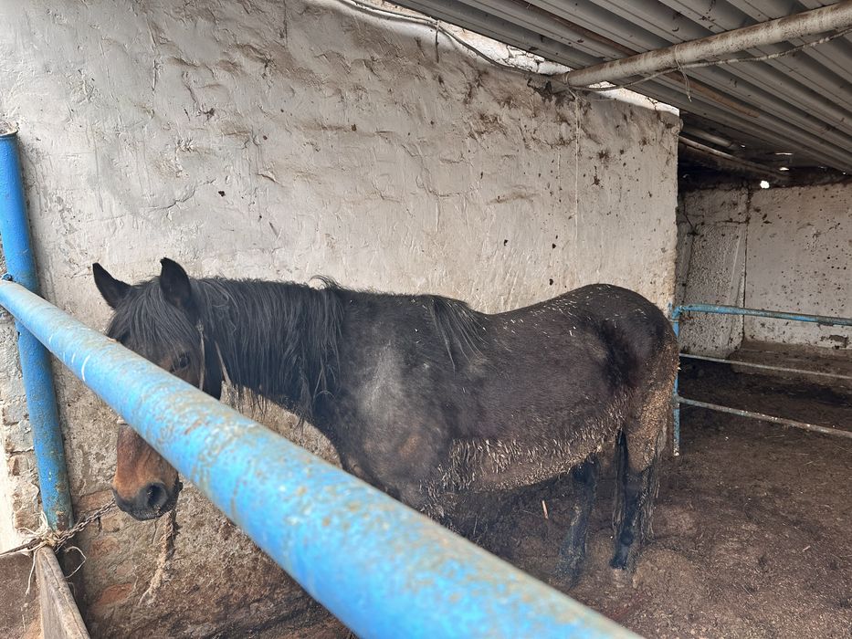 Бордақы бие сатамын