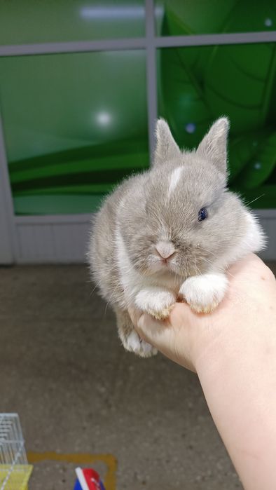 Маленькие домашние кролики