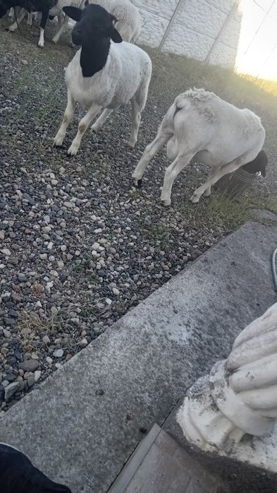 Berbecuț dorper de 4 luni