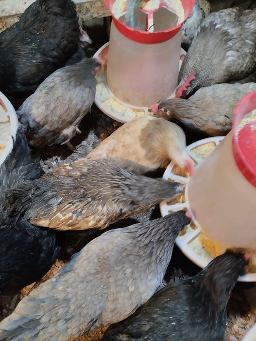 Gaini de rasa si pui curcubeu