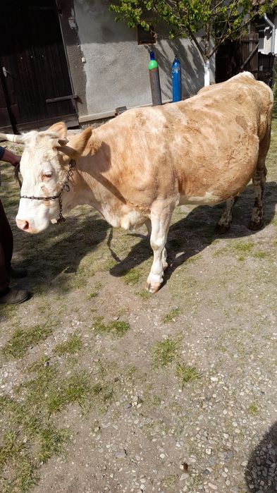 Vaca zimental bună de lapte