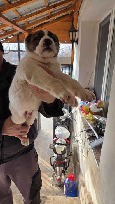 Кученце Алабай търси своя нов грижовен стопанин