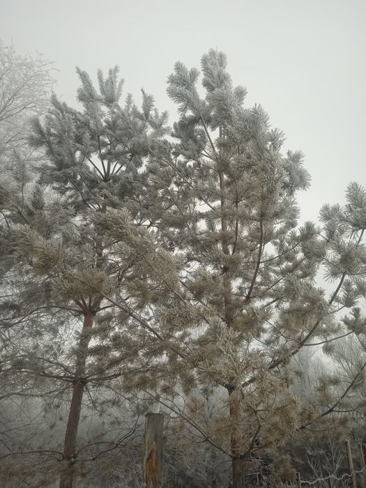 Шырша бар ёлка продам