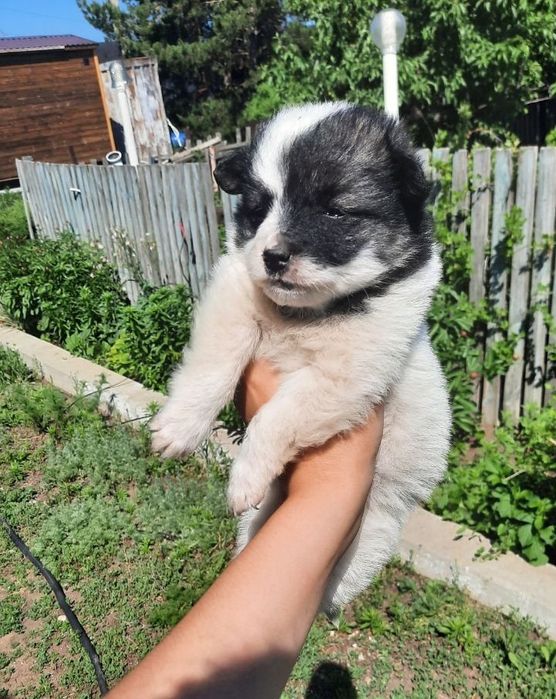 Отдам щенка, в добрые руки