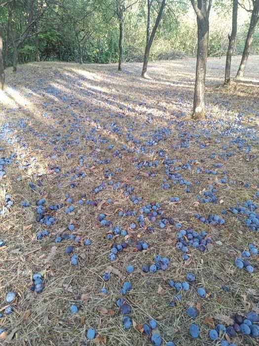 Prune pentru pălincă