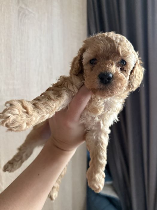 Мини Пудели - момче и момиче