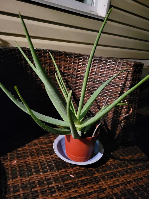Алоэ комнатное растение