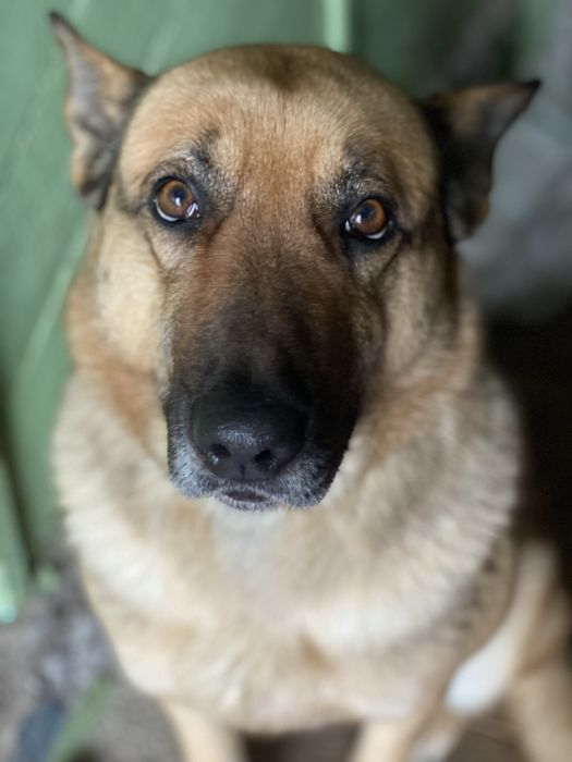 Собака ищет новый дом