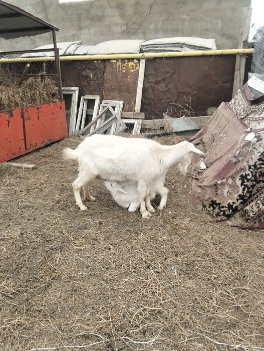 Ешкылер сатылады