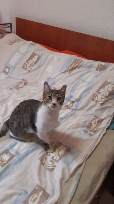 Dau spre adoptie o pisicuta si un motanel in varsta de 7 luni