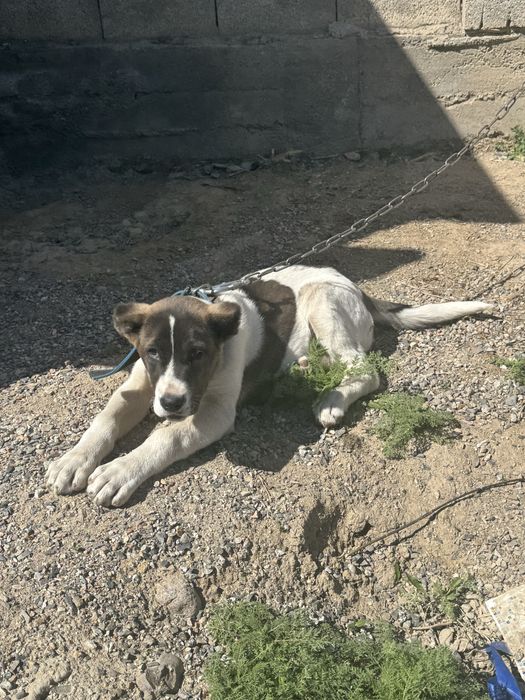 Күшік линия қарабас!!!