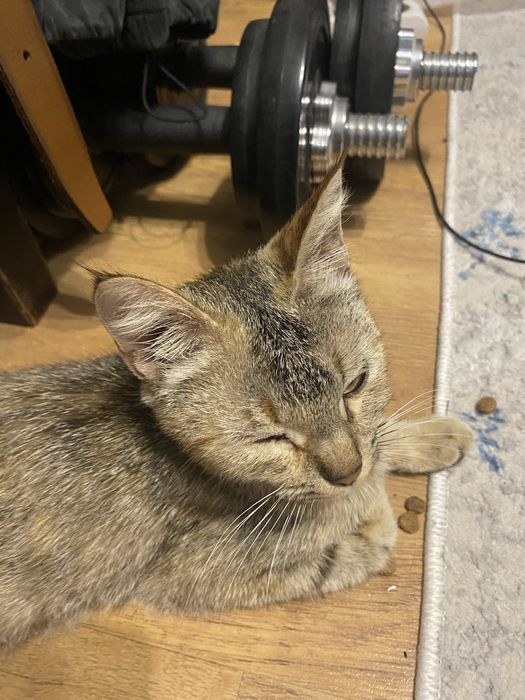Отдам кошку в добрые руки